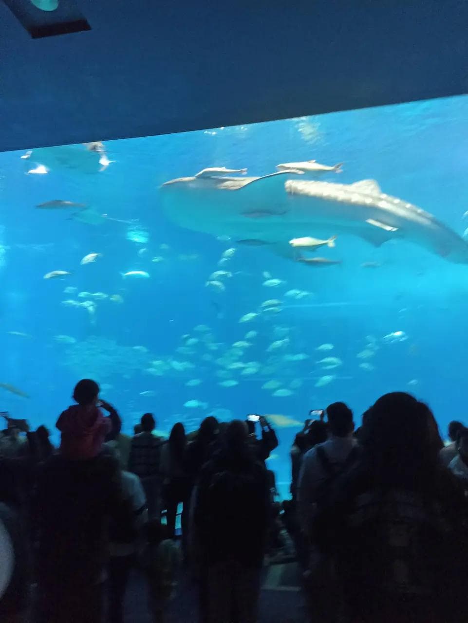 美麗海水族館